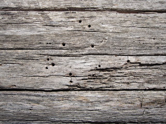 Rotten Wood